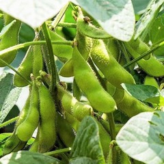 75+ Edamame Seeds Sweet Tender Soybean Spring Garden Planting Seeds FREE SHIP