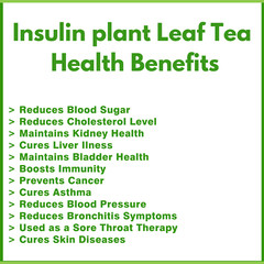 Insulin Plant Leaf Ground Powder/Fiery Diabetic Blood Sugar Support Tea 25g Pack