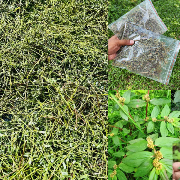 Plant Euphorbia Hirta Organic Asthma Dried Herbs Spurge, Ara Tanah Pure Herbal.