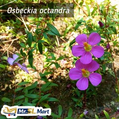 Osbeckia octandra (Heen Bovitiya) Herbal Drink 30 Tea Bags Liver Health & Detox