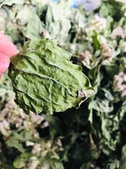 Dried Mexican Dream Herb CALEA ZACATECHICHI Lucid Pure 100% ORGANIC Herbal Tea