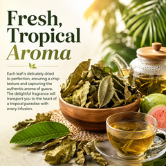 Dried Guava Leaves – Natural Psidium Guajava Tea Leaves, Hojas de Guayaba