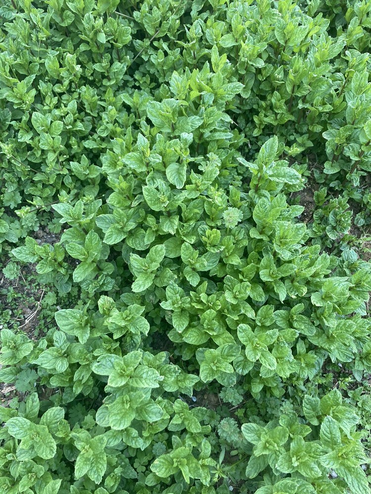 Dried Mint Leaves Gourmet -flakes Leaves organic 1oz I plant It Harvested may26