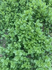 Dried Mint Leaves Gourmet -flakes Leaves organic 2oz I plant It Harvested 03/25