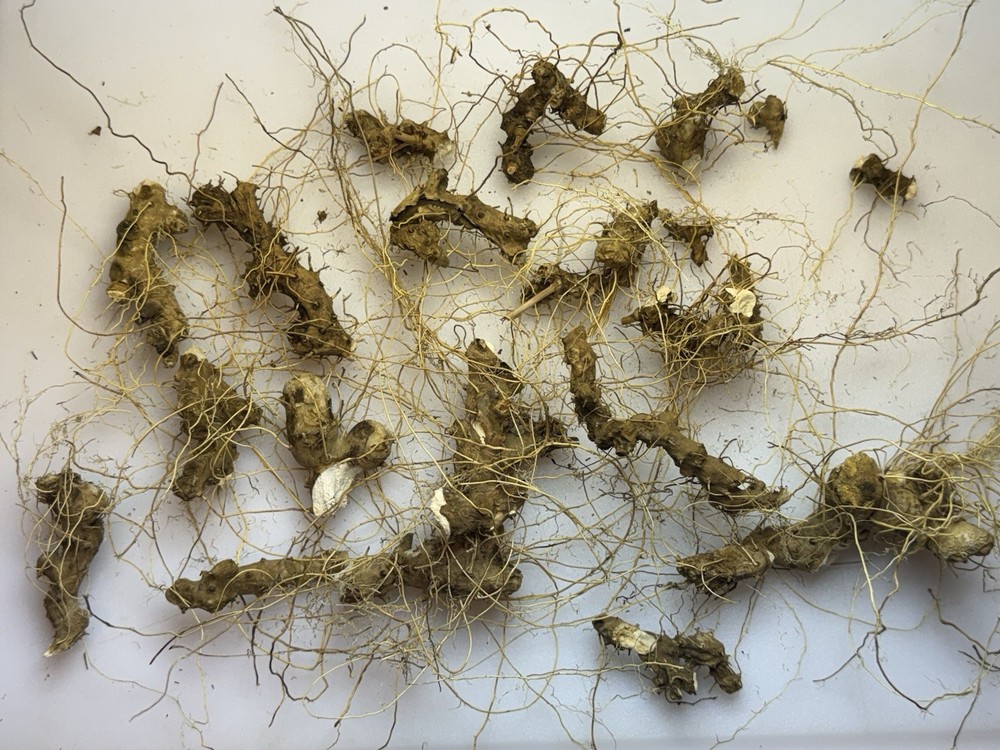 Wild Yam Root 2 oz Dioscorea villosa Fibrous Roots Left On Volume Pricing