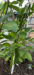 8CT Dao Dou Sword Jackbean Seed, Red Semen Canavaliae Seed. 8粒刀豆种子，2023年产新种子