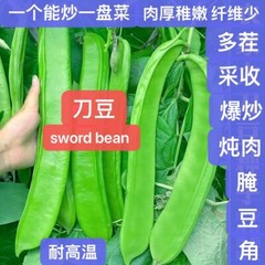 8CT Dao Dou Sword Jackbean Seed, Red Semen Canavaliae Seed. 8粒刀豆种子，2023年产新种子