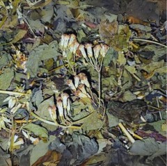 100g Dream Herb Calea Zacatechichi Leaves – Lucid Dream Tea | Free Shipping