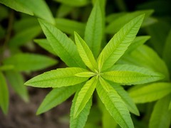 WholeSALE!! Lemon Verbena Leaf PREMIUM Dried Cut/Sifted-4 oz, 1 lb.