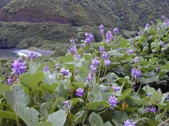 50 Seeds Pueraria Montana Lobata East Asian Arrowroot Kudzu Vine Useful Plants