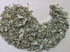 Dream Herb, Calea zacatechichi, Mexican Dream Herb ~ Schmerbals Herbals