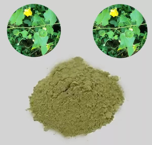 Thuthi Leaf Powder Indian Mallow Leaf Powder Abutilon indicum Leaf Powder