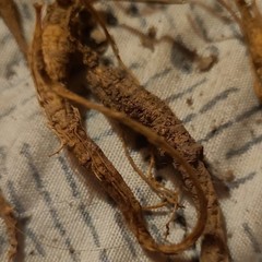 Natural Dried Herbal Roots & Root Pieces Herb, Herbal Scent, Oral, Unisex