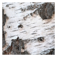 White Willow Bark Tincture | Wild-Crafted Salix Alba | Anti-inflammatory