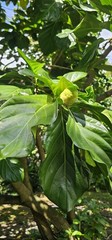 Organic Dried Noni leaves Ahu Fruits Morinda Citrifolia Herb Tea 20 leaves