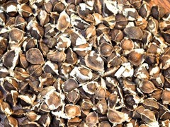 Moringa SEEDS Ayurvedic Herbal Dried Moringa Oleifera Botanical Free Shipping