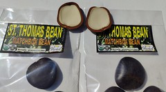 3 St Thomas Bean, box bean (Entada phaseoloides) giant bean, magic bean, seeds o