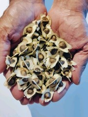 20 Fresh Moringa Oleifera Seed for Planting/Edible Free Shipping 100% Organic