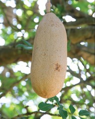 African Sausage Tree Whole Fruit (Kigelia Africana) Rare & Shaman Medicinal Use