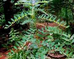 Dry Stone Breaker Phyllanthus Niruri Chanca Piedra Pure Natural Dried Herb 25g