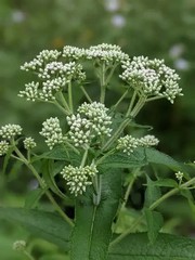 Boneset Tincture –Wild Harvested– Small Batch – 1 oz or 2 oz (Best Value)