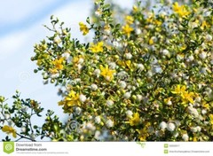 Creosote Bush (Larrea tridentata) Fresh leaves and twigs -8 oz- chaparral