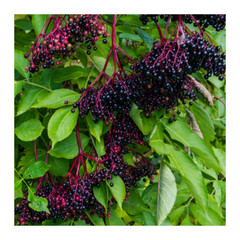 Organic Elderberry Tincture 30ml Herbal Immune Support (Sambucus Nigra) Sebi