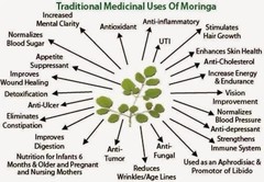 Organic Premium Moringa Seeds Kernels Dried, Non GMO, Edible,Planting