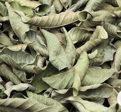 Dried Guava Leaves – Natural Psidium Guajava Tea Leaves, Hojas de Guayaba