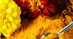 Calendula Marigold Floral Pieces or Powder 1/4/8 oz | Natural Skin Support