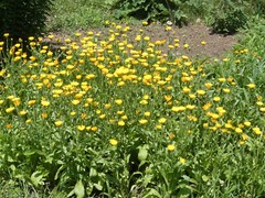 Calendula ~ Fresh Dried