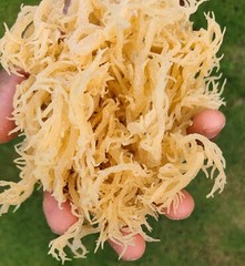 Real Rock Grade Raw Wildcrafted Jamaica Irish Moss” Vegan Superfood