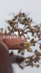 100PCS Seeds Mexican Dream Herb Calea Zacatechichi Lucid Dream Herbal Plant