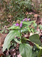 2oz. Organic wild harvested self heal salve. unscented or lavender scented