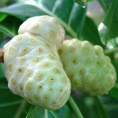 weight management for women – NONI EXTRACT 500MG 2B – noni skin food supplement