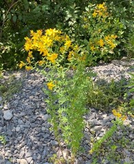 St John’s Wort Tincture, Wild Organic Hypericum Perforatum Herbal Extract