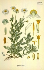 Chamomile Extract -Sleep Rest Calm Support – Chamomile Tincture – DLX – USA