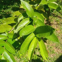 100% Organic Natural Dried Guava Leaves (125 leaves) Tea Hojas de Guayaba