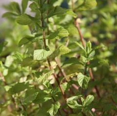 Spearmint Leaf Herb Natural Organic for Digestion & Liver Wellness 28.3g | 1 oz