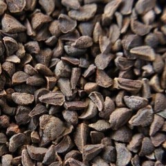 Natural Organic Harmala Seeds Wild Rue Natural Herb Pure 🥇بذور الحرمل – حرمل