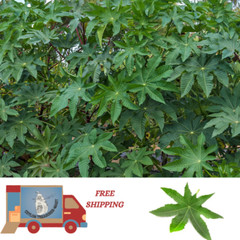Castor Leaves dried natural herbal 100% organic quality whole ayurvedic tea leaf