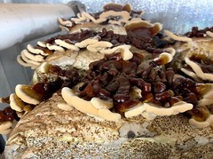 LIONS MANE x CORDYCEPS & REISHI x TURKEY TAIL. DUAL EXTRACT US GROWN -SET