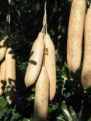 KIGELIA AFRICANA Oil African Sausage Tree – *2 In 1* RAPID ABSORPTION – 100ml