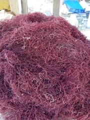 Wholesale Jamaican Saint Lucia SEAMOSS AND HERBS 100% Wildcrafted 100% Organic