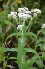 Boneset Tincture –Wild Harvested– Small Batch – 1 oz or 2 oz (Best Value)