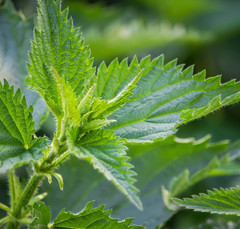 Stinging Nettle Tincture, Organic Nettle Extract