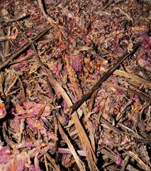 Indian Warrior Herb (Pedicularis densiflora)