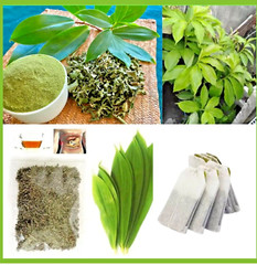 Natural Insulin Plant Leaf Tea Bags Costus Igneus Diabetic Herbal Organic Powder