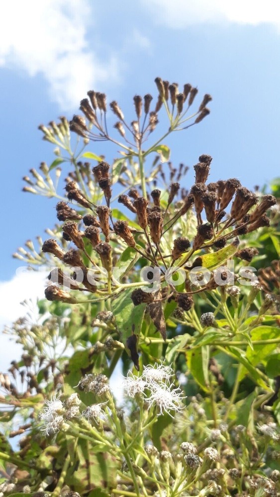 Mexican Dream Herb 10Pc Seeds Calea Zacatechichi Lucid Dream Herbal Plant