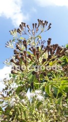 Mexican Dream Herb 10Pc Seeds Calea Zacatechichi Lucid Dream Herbal Plant